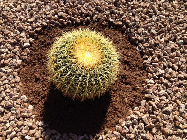 Cactus Weeded